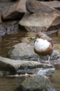 dipper